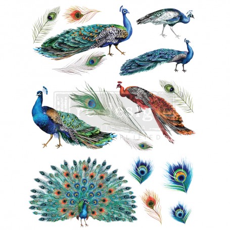TRANSFER PEACOCK DREAMS 61x83 cm