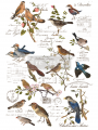 TRANSFER POSTAL BIRDS 61x89 cm