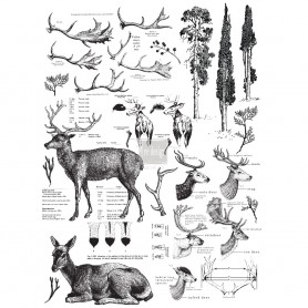TRANSFER DEER 58x83 cm