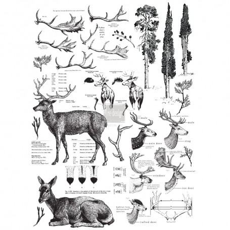 TRANSFER DEER 58x83 cm