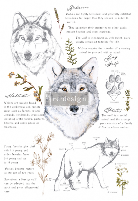 TRANSFER GRAY WOLF 61 x 89 cm