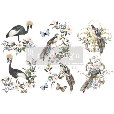 TRANSFER RARE BIRDS
