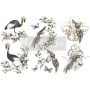 TRANSFER RARE BIRDS