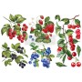 TRANSFER SWEET BERRIES