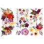 TRANSFER ORGANIC FLORA
