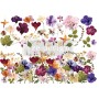 TRANSFER  PRESSED FLOWERS 61x89 cm